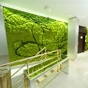 Espacio musgo mural
