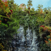 Inhala Jardín vertical con cielo
